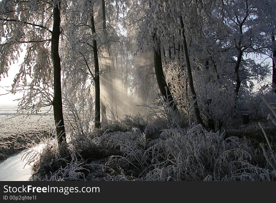 Frozen Trees 2