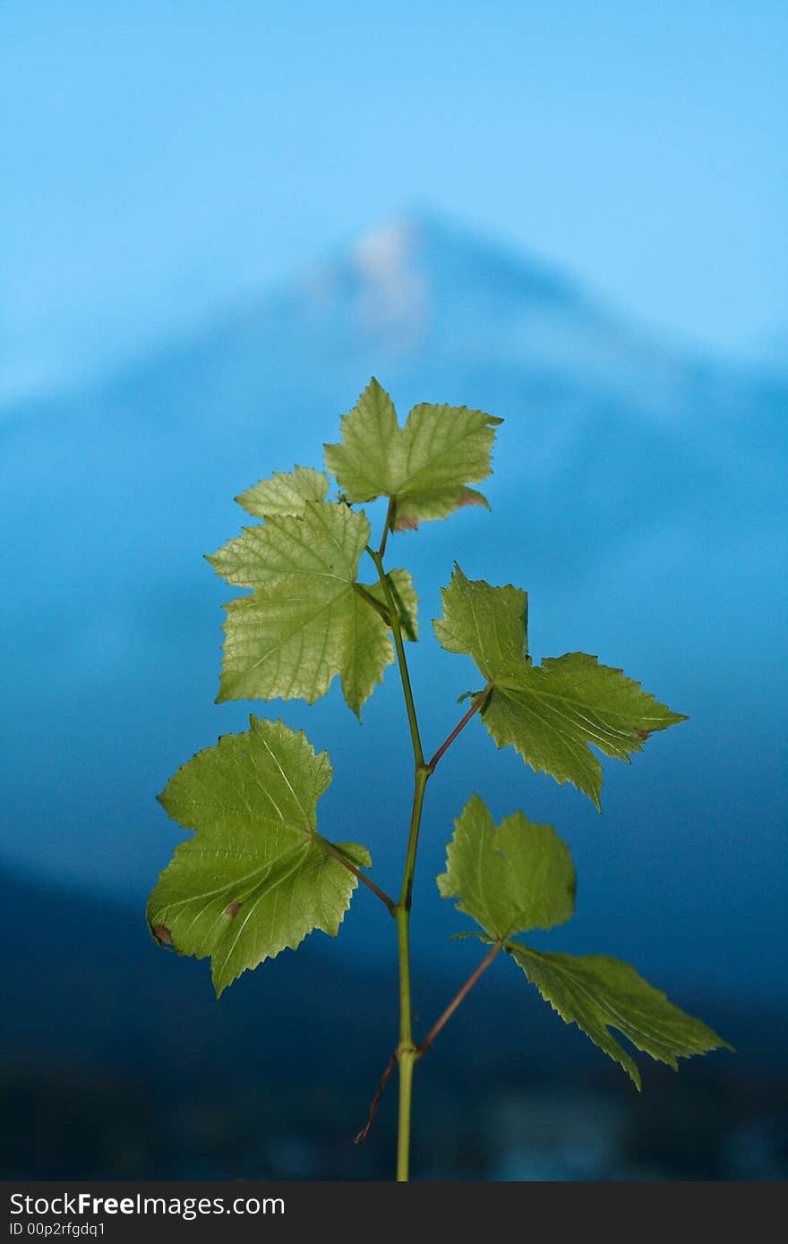 A branch of green grape leaves points skyward in front of a mountain. A branch of green grape leaves points skyward in front of a mountain.