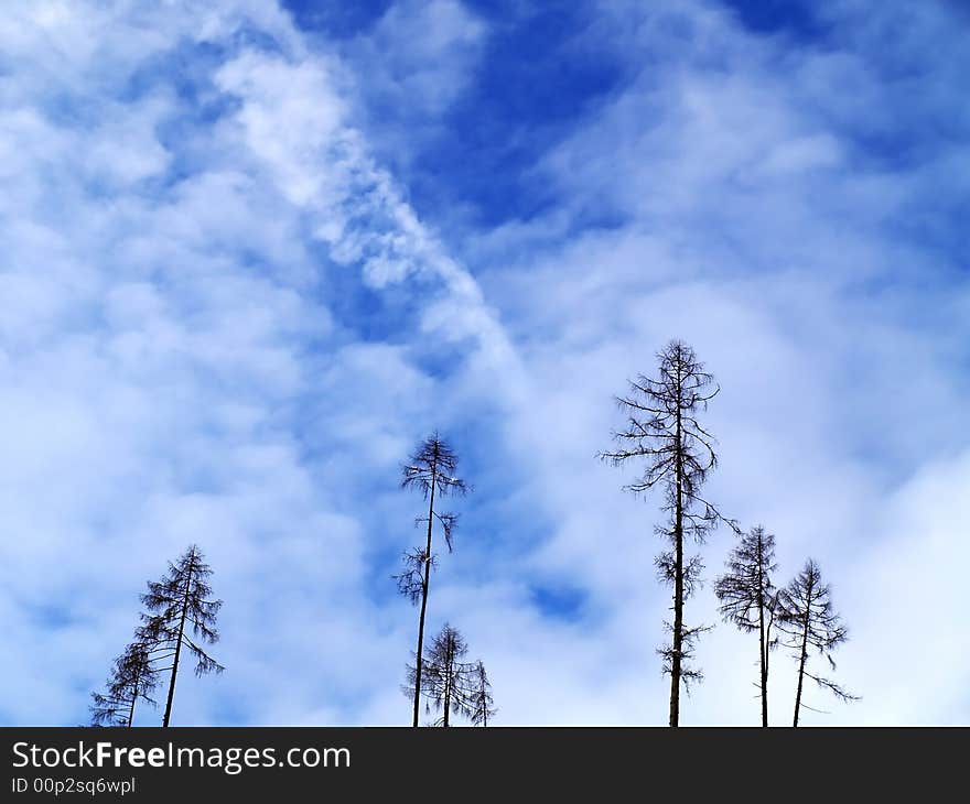 Trees with blue sky