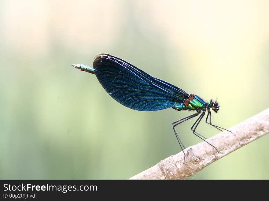 Close up shot of a dragonfly in a croatian national park