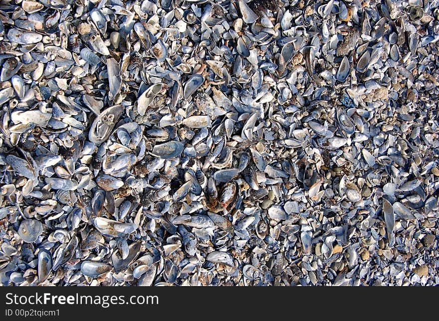 A shell covered beach close up. A shell covered beach close up