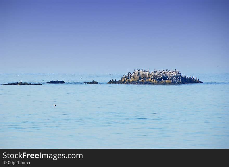 Pelicans on rocks in so ca