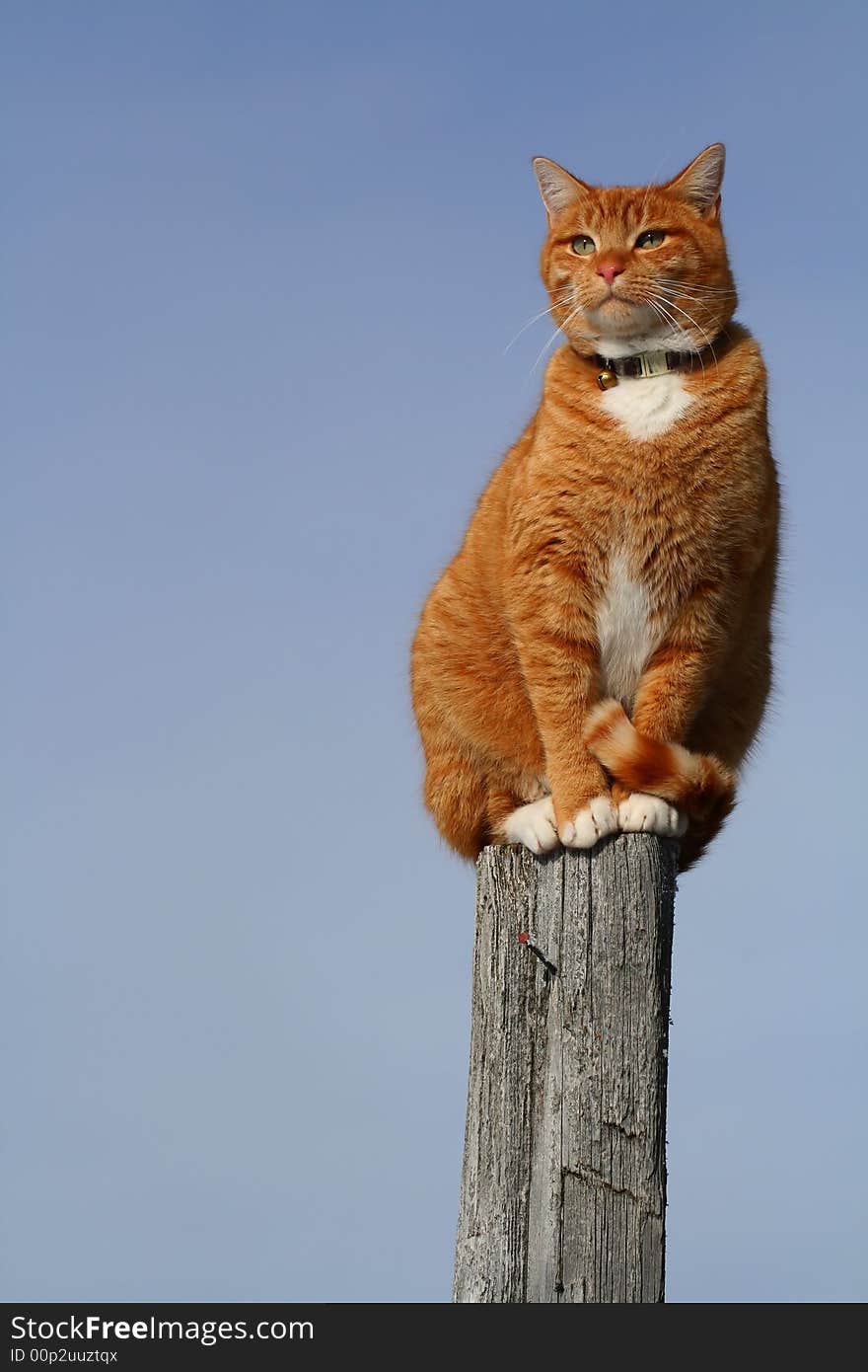 Yellow tabby cat looking with caution from a tall fencepost. Yellow tabby cat looking with caution from a tall fencepost