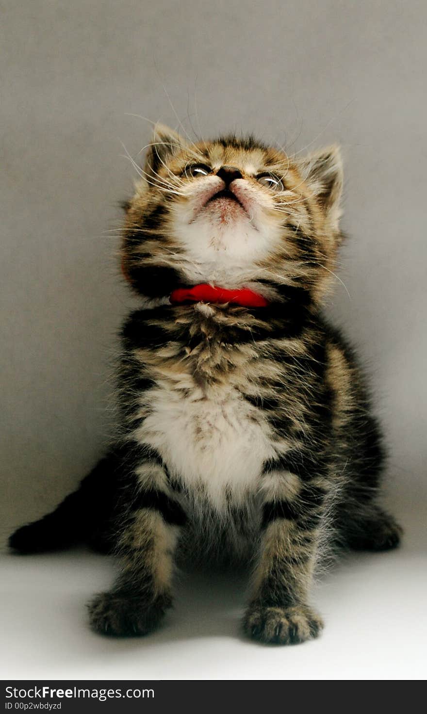 Small, furry tabby kitten looking up, grey background. Small, furry tabby kitten looking up, grey background