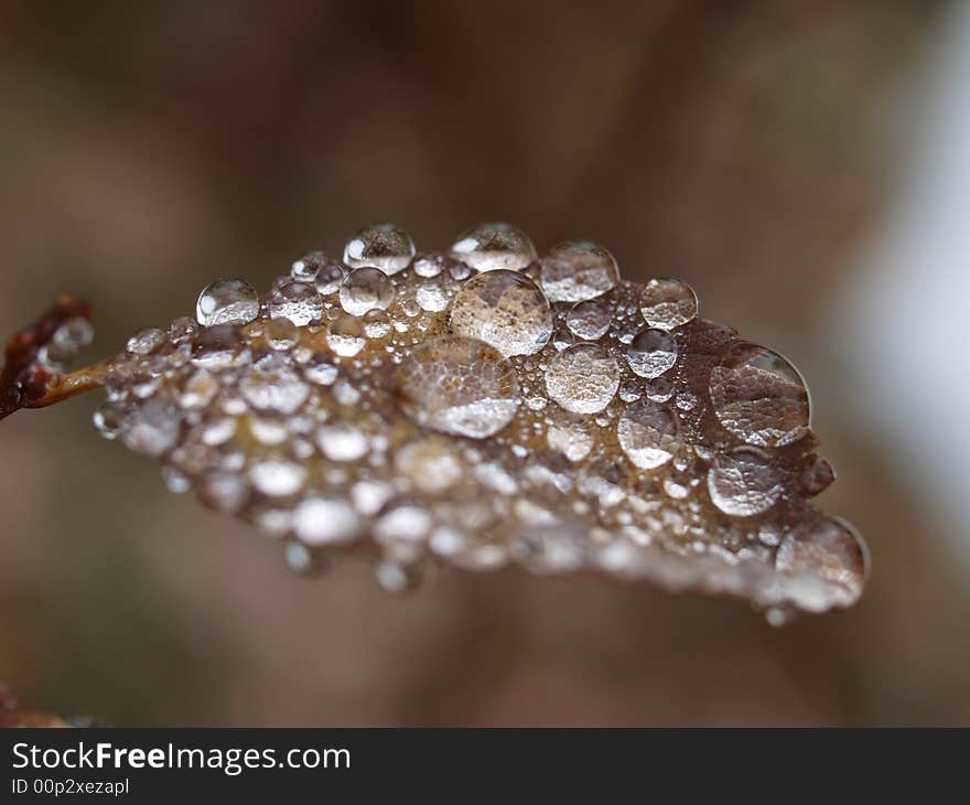 Dewdrops on the leaf