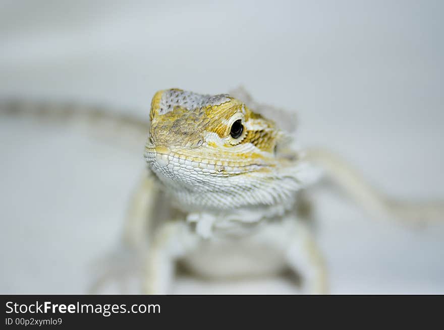 Bearded Dragon 2