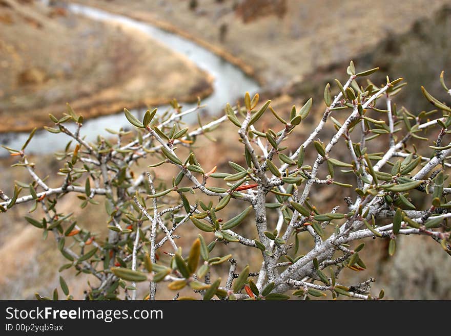 Small-leafed plant