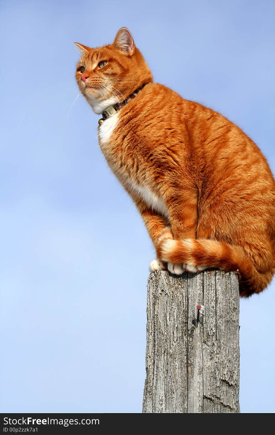 Yellow tabby cat looking with caution from a tall fencepost. Yellow tabby cat looking with caution from a tall fencepost