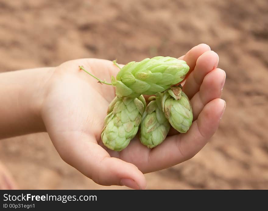 Hand With Fruits Of Hop