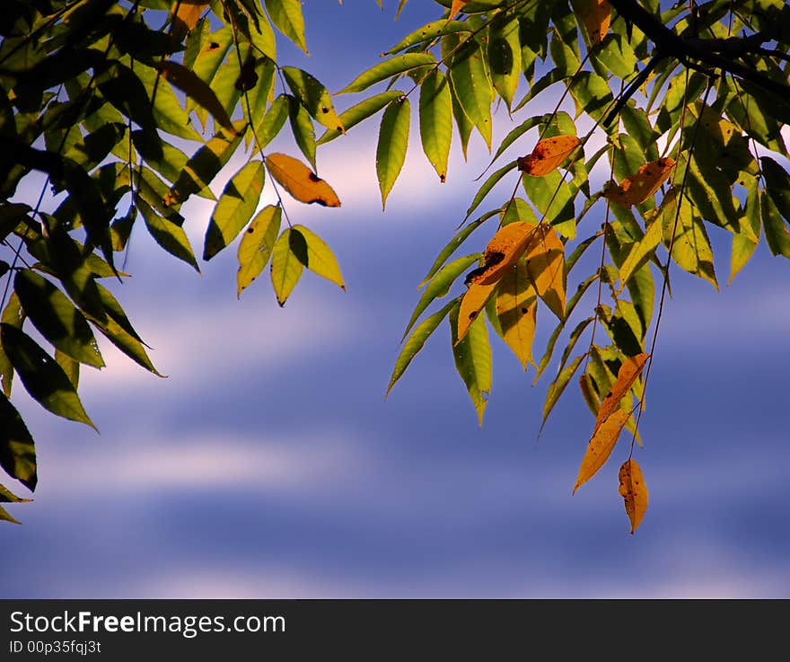 Early morning backlit leaves