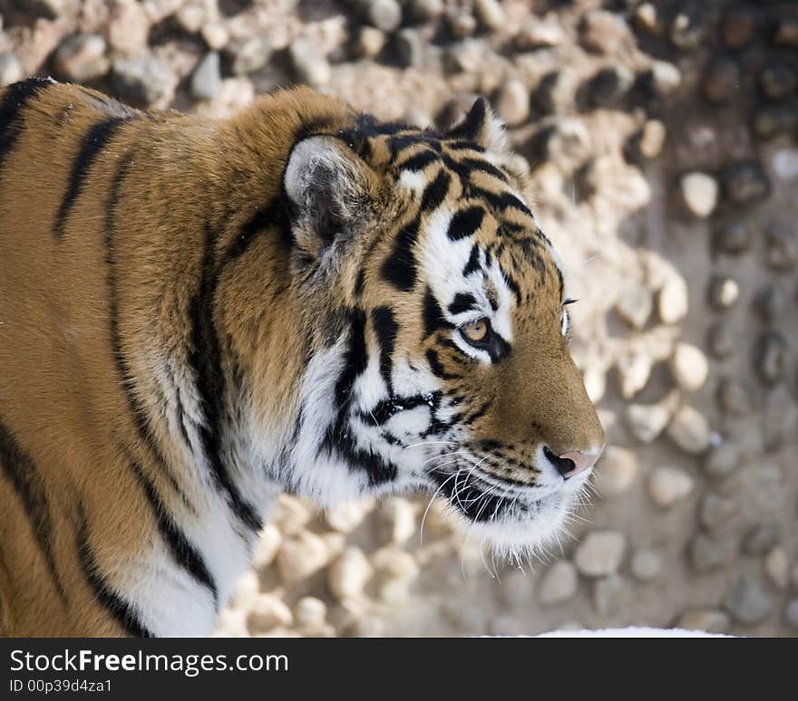 Bengal Tiger hunting along a wall.
Canon EOS 1D2N/Canon 600mm?IS Lens.
Captive Setting, early AM. Bengal Tiger hunting along a wall.
Canon EOS 1D2N/Canon 600mm?IS Lens.
Captive Setting, early AM.