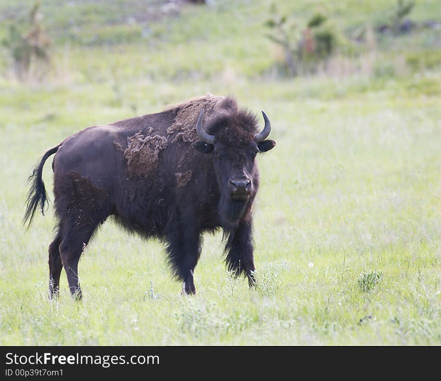 Bison Anger