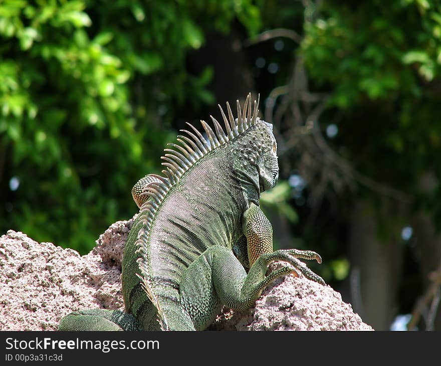 Iguana looking away from camera into background forest