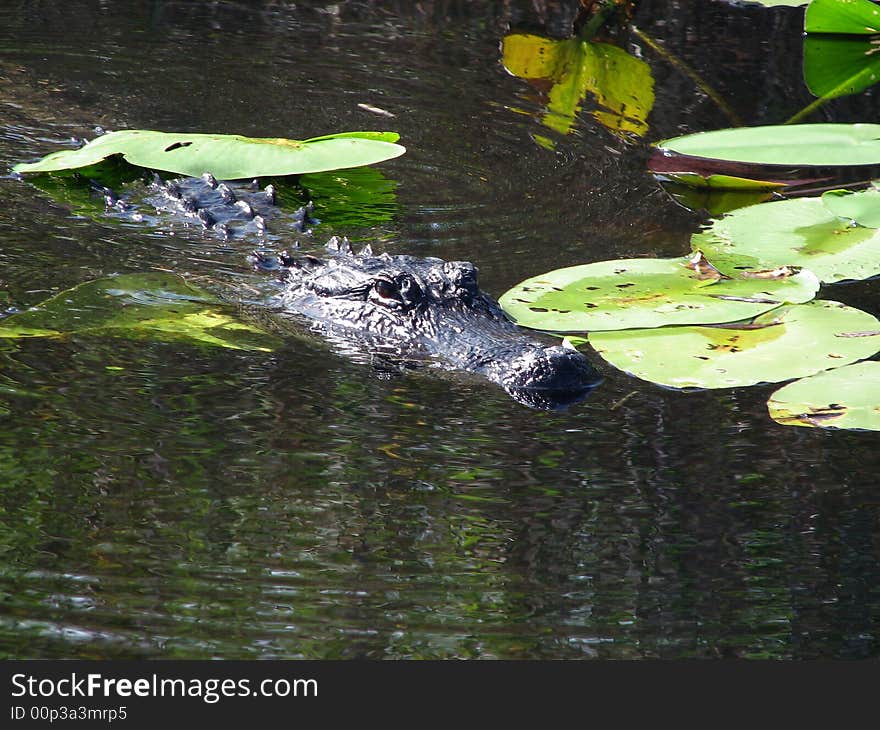 Alligator swimming with water lillies in background, Everglades National Park.