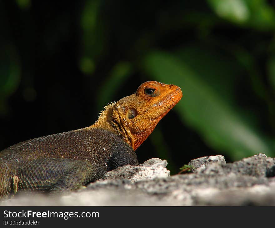 African Rainbow lizard (Red-headed Agama) with curiously despondent expression. African Rainbow lizard (Red-headed Agama) with curiously despondent expression