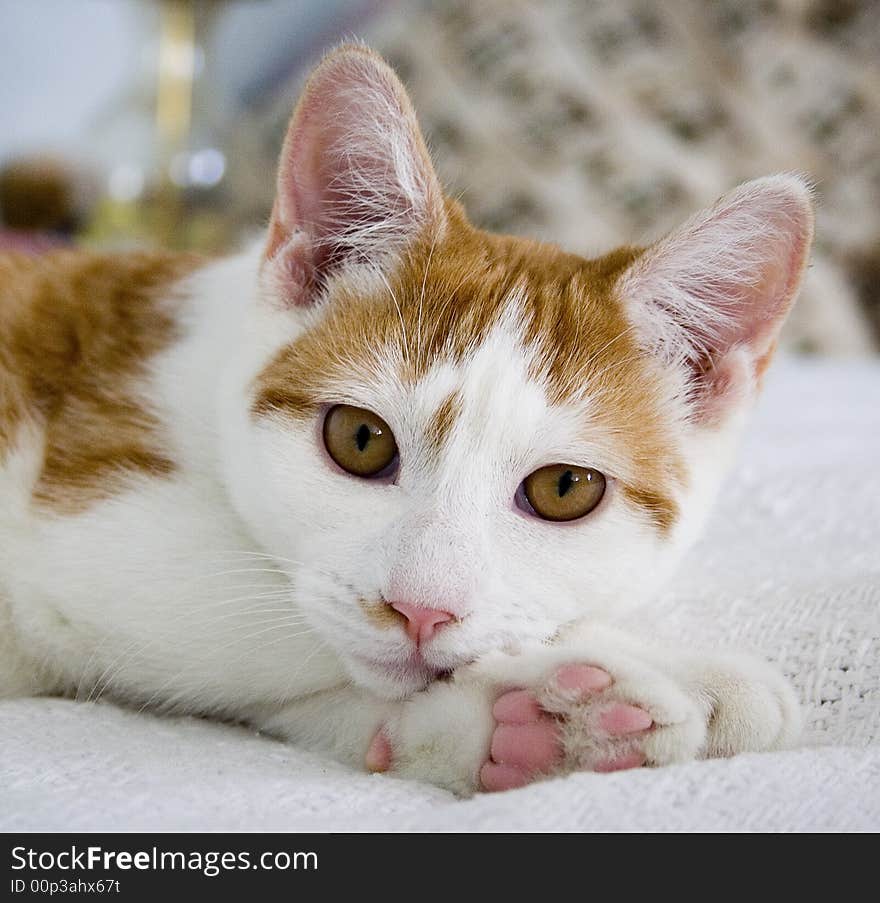A white and tabby cat peacefully rests its head on two paws while daydreaming. A white and tabby cat peacefully rests its head on two paws while daydreaming.