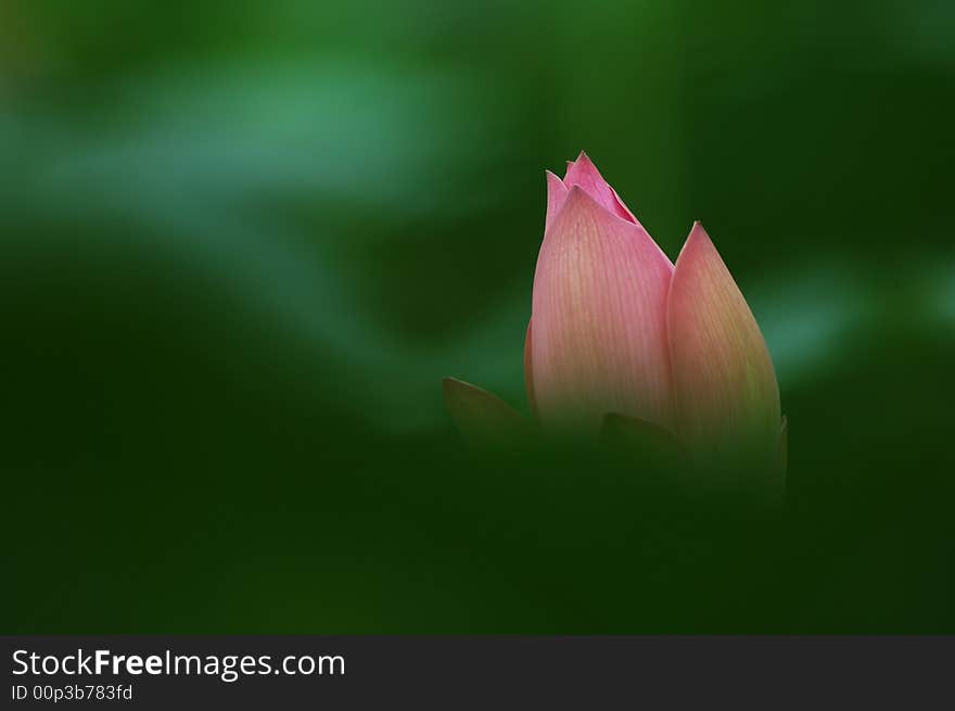 Flower buds