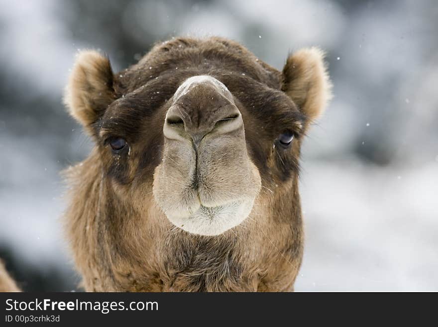 Camel with an inquisitive stare. Captive setting in the snow. Camel with an inquisitive stare. Captive setting in the snow.