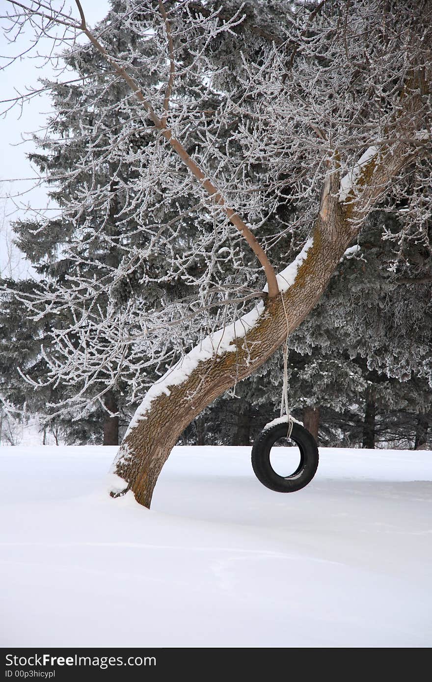 A lonely and cold tire swing hanging completely still from a large tree in the winter
