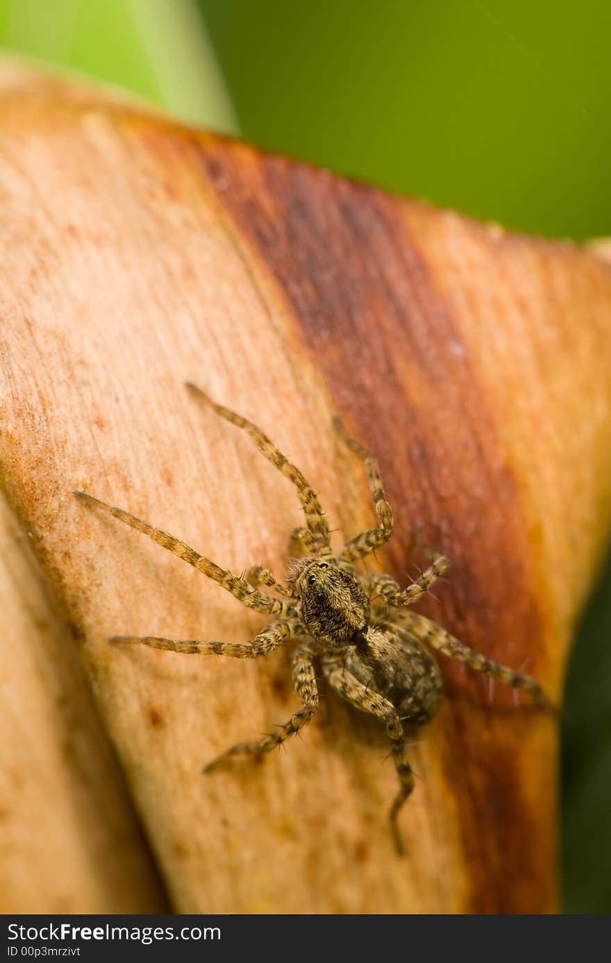 Spider on the dry leaf