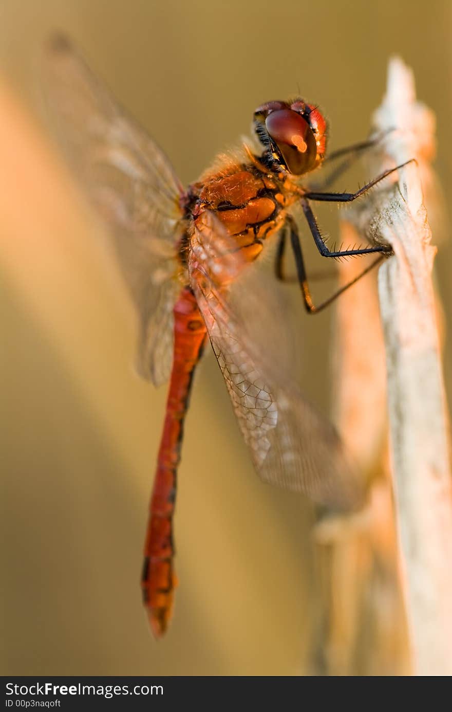 Detail red dragonfly on stem