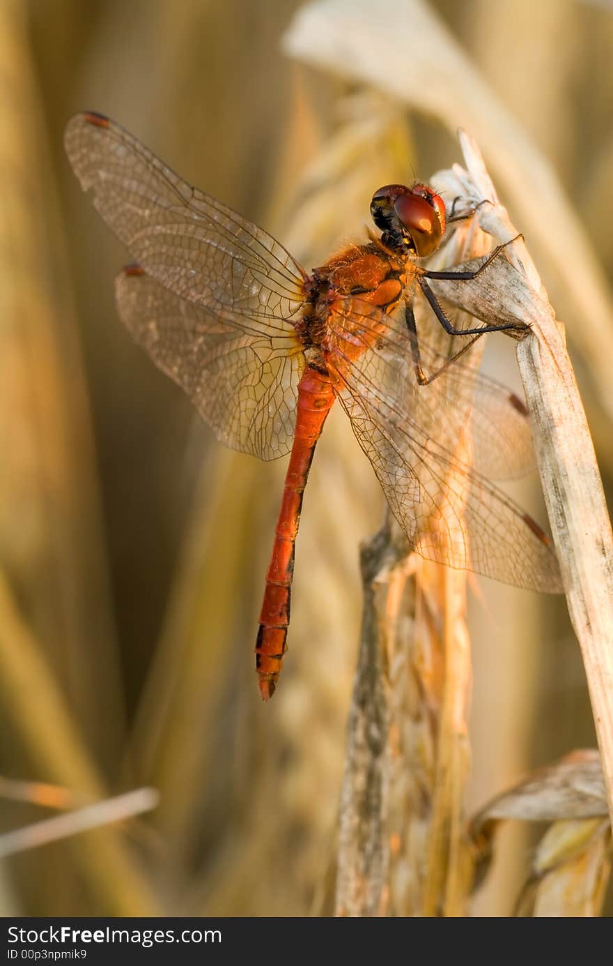 Detail red dragonfly on stem