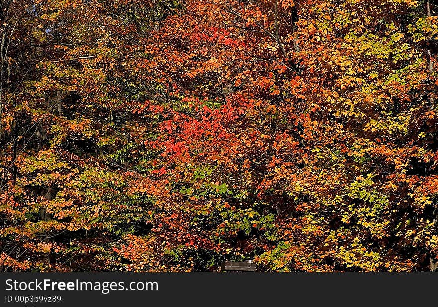 colorful trees during autumn time. colorful trees during autumn time