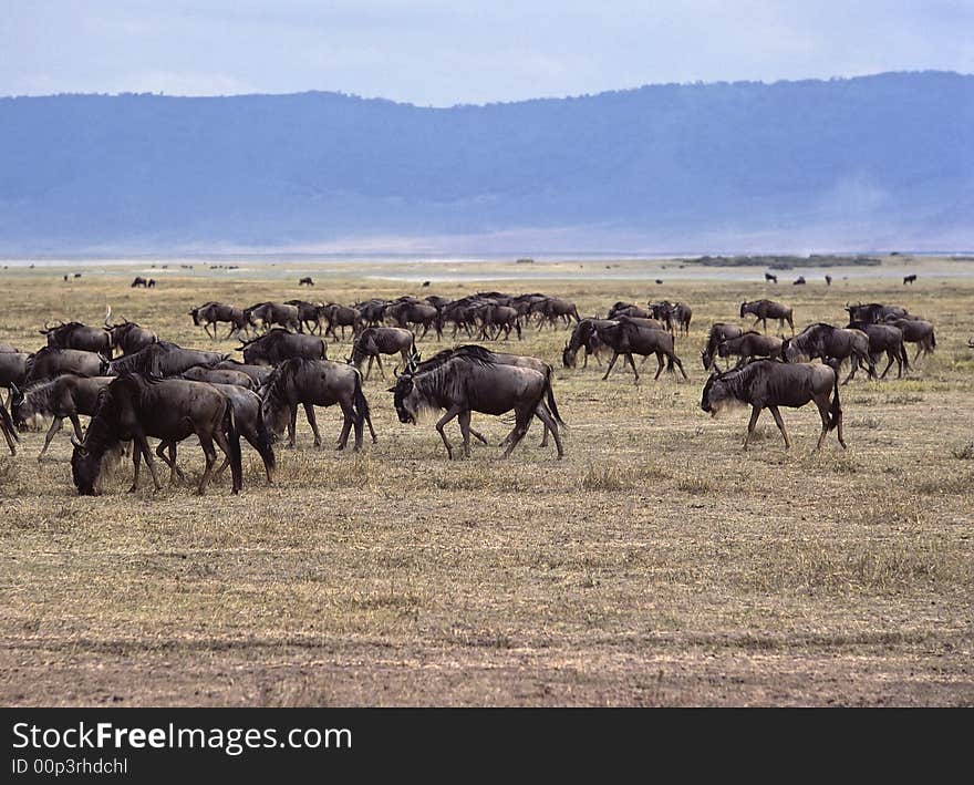 Wildebeest