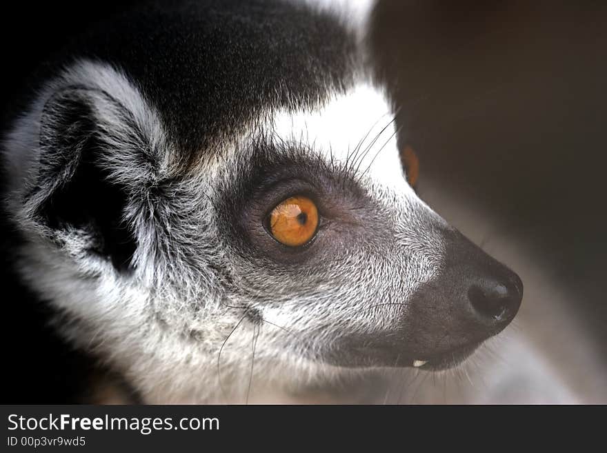 A lemur seems to be reflecting life's issues. A lemur seems to be reflecting life's issues.