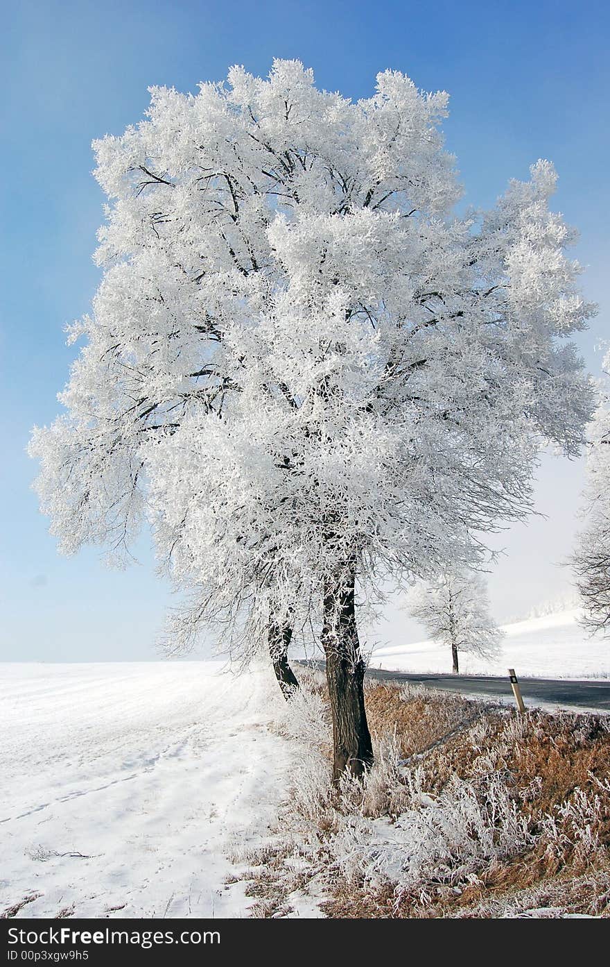 View on a frozen tree