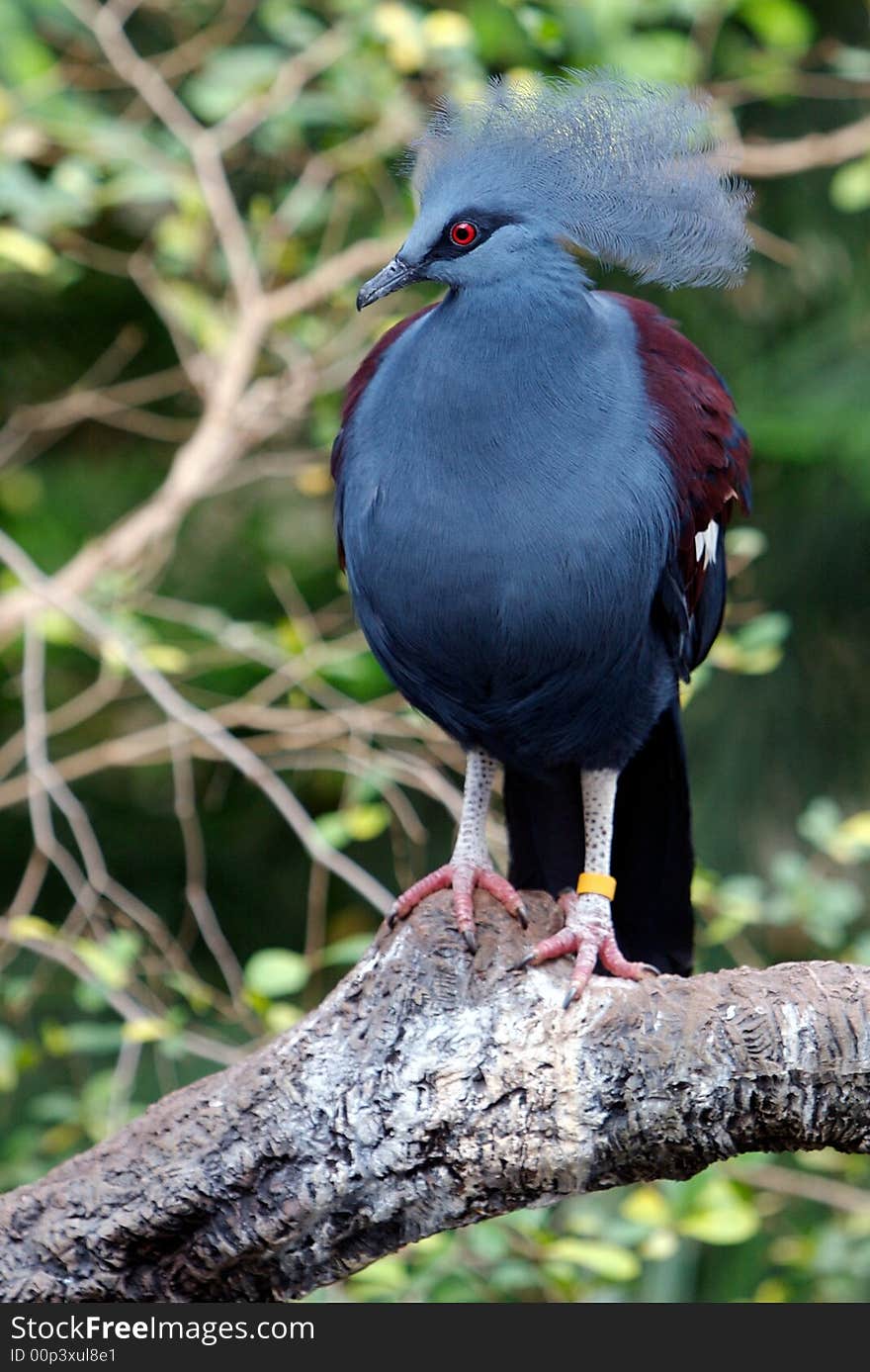 Alert Western Crowned Pigeon perched on branch, looking to left of frame