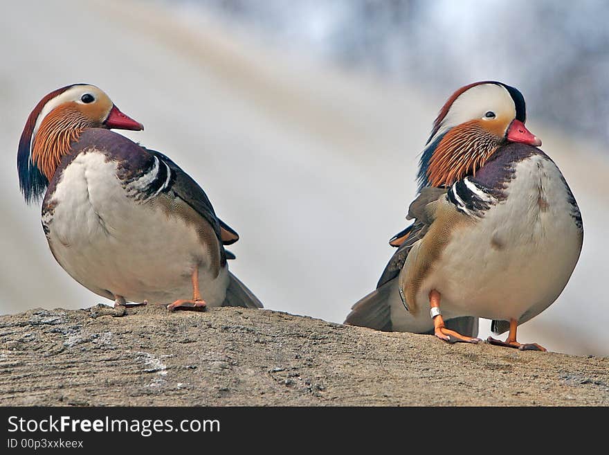 Two Mandarin Ducks, one attempting to court the other, which remains aloof. Two Mandarin Ducks, one attempting to court the other, which remains aloof