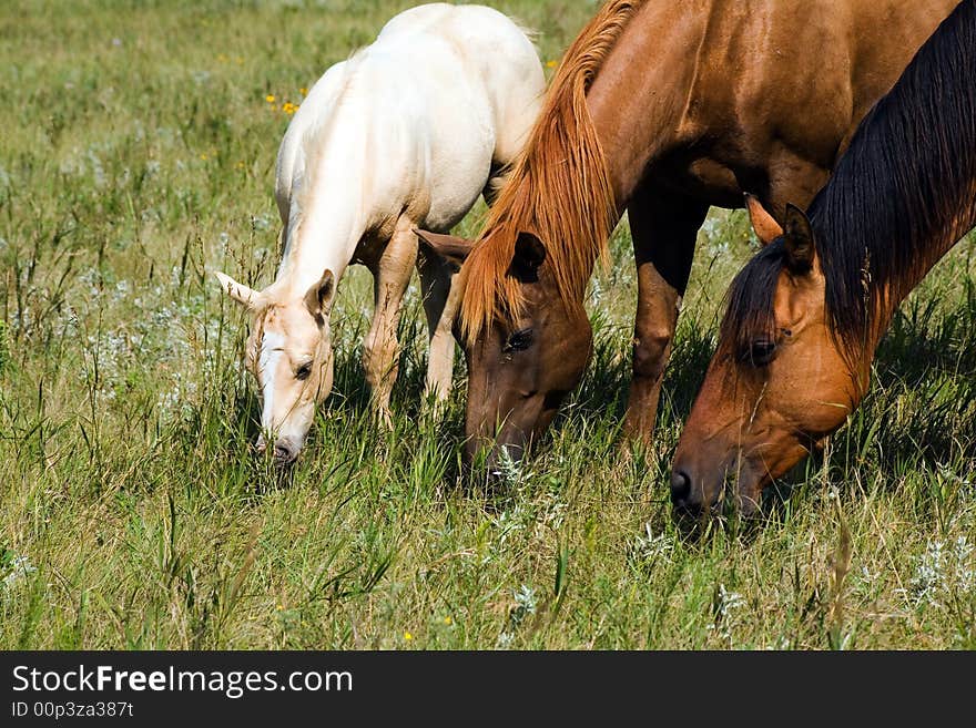 Two quarter horse mares and palomino foal grazing. photo credit:Becky Hermanson. Two quarter horse mares and palomino foal grazing. photo credit:Becky Hermanson