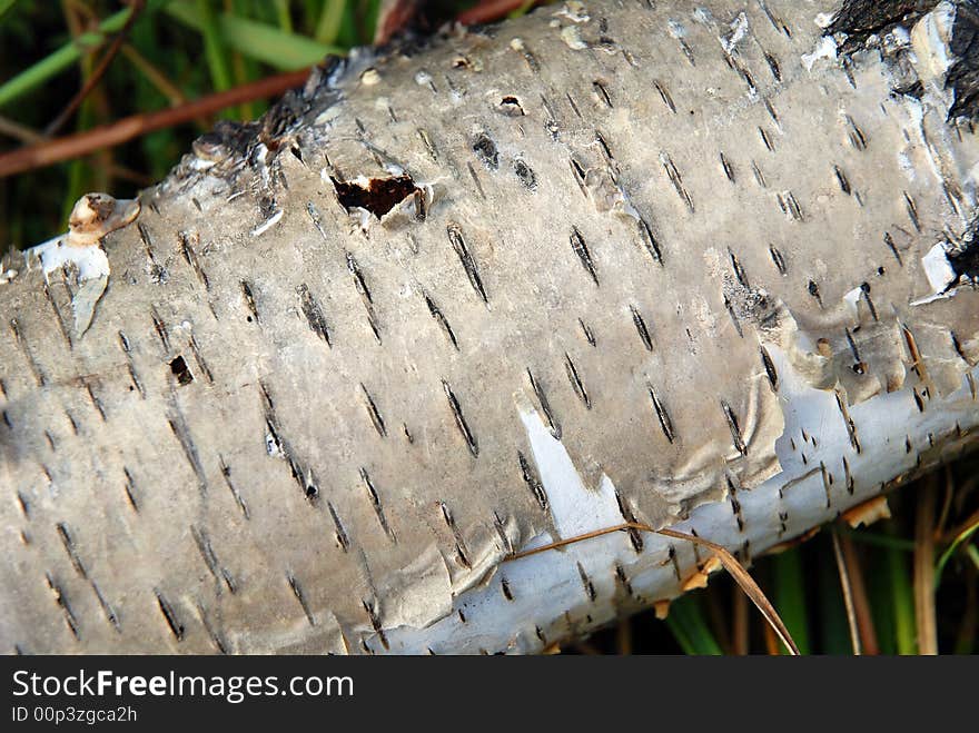 Birch bark close-up