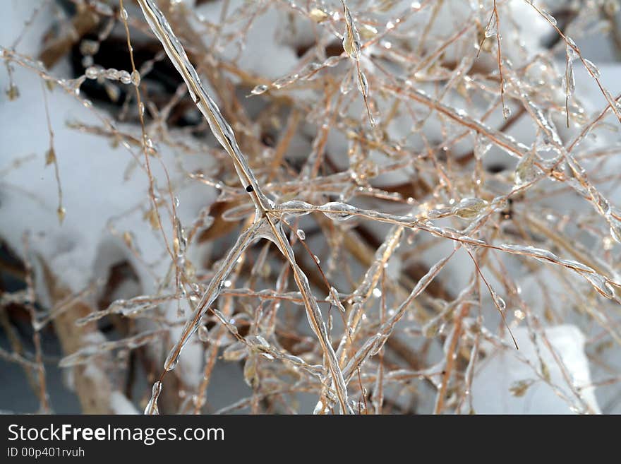 Grass covered in ice after freezing rain. Grass covered in ice after freezing rain.