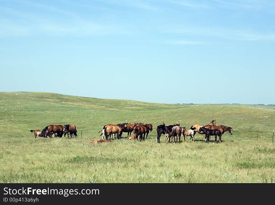 Herd of quarter-horse mares grazing in green summer pasture with blue sky. Credit line: Becky Hermanson. Herd of quarter-horse mares grazing in green summer pasture with blue sky. Credit line: Becky Hermanson