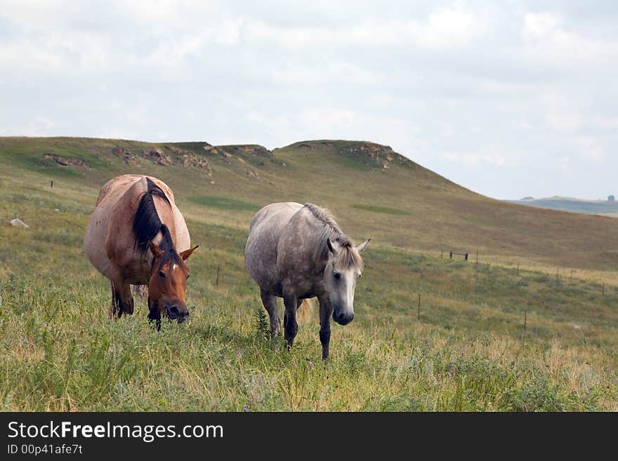 Roan and Gray Mares Grazing