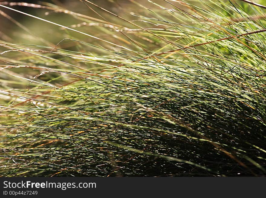 Close up of dried grass. Close up of dried grass