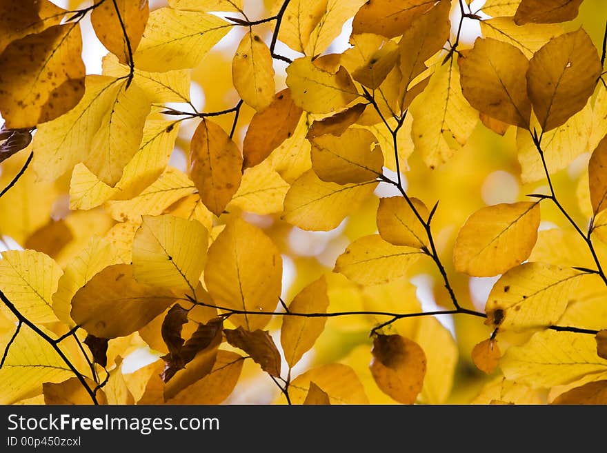 Yellow autumn