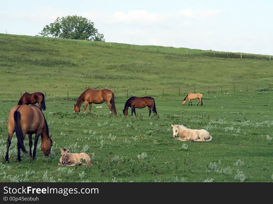 Quarter-horse mares grazing green pastures along a hillside in June. Quarter-horse mares grazing green pastures along a hillside in June