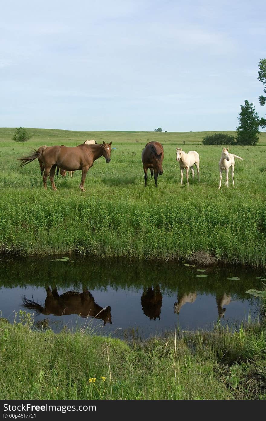 Mares Reflection In Creek