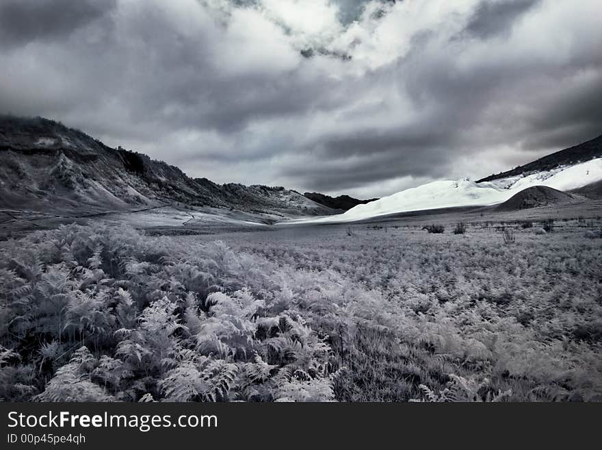 The shots of vegetation area of the Mount Bromo which is taken using infrared camera. The shots of vegetation area of the Mount Bromo which is taken using infrared camera.