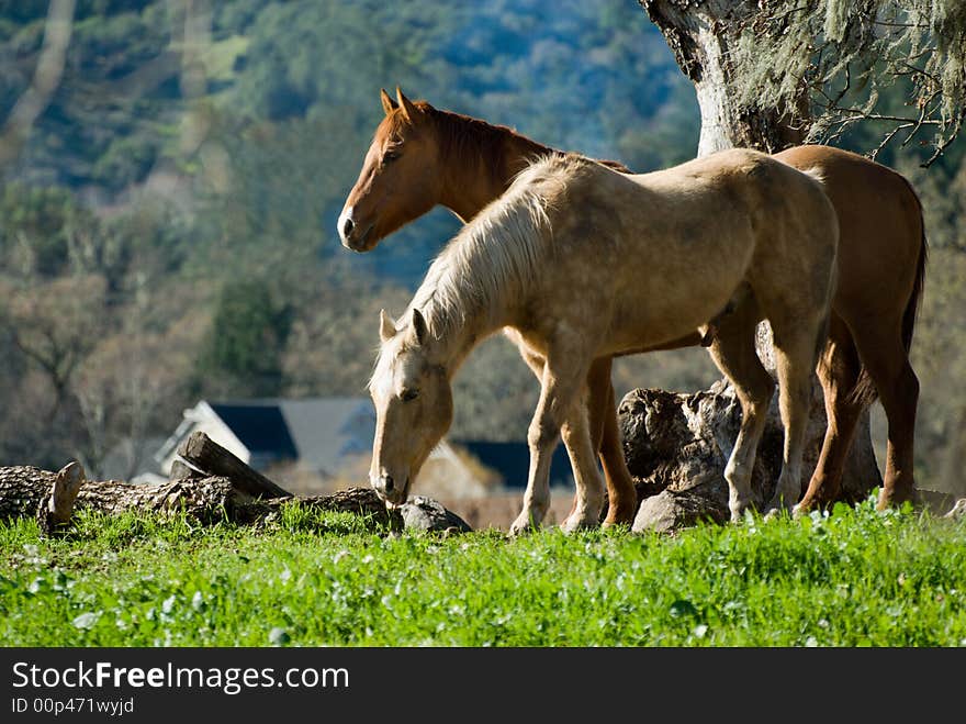 Horses are also social creatures who are able to form companionship attachments to their own species and to other animals, including humans.