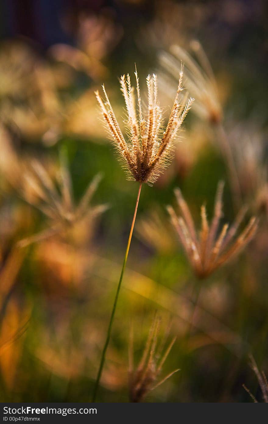 Beautiful grass