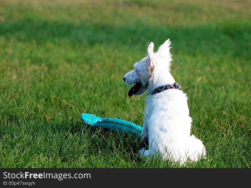 A dog staring off into the distance