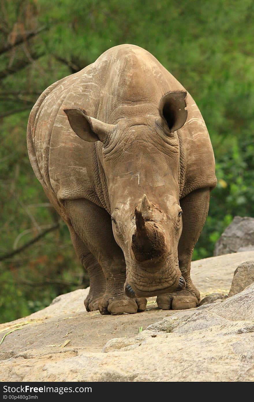 The big and strong body of a Rhino reflects its power and hit its enemy. The big and strong body of a Rhino reflects its power and hit its enemy.