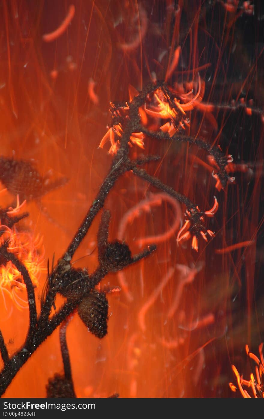 Lodgepole Pine (Pinus contorta var. latifolia) burning in a spot fire in southern British Columbia.