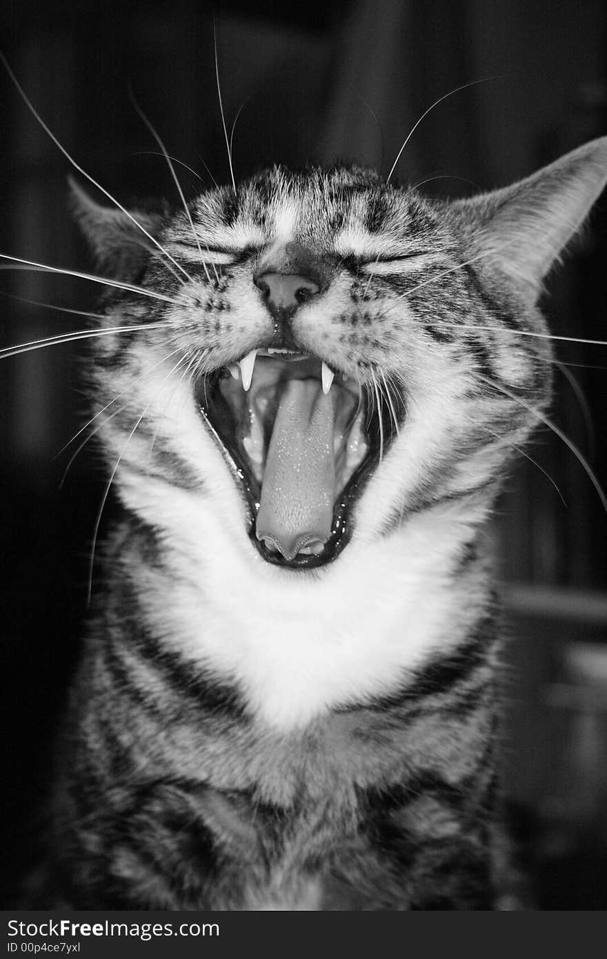 Our Young male cat has a yawn. Our Young male cat has a yawn.