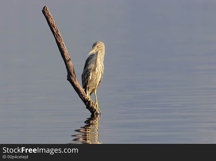 Squacco Heron (Ardeola Ralloides)