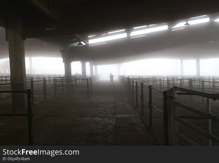 Foggy cows